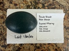 1 Fertile Emu Egg  Hatching Egg  Farm Fresh  Carefully Collected  Shipped