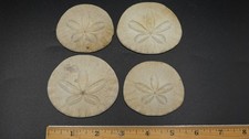 Four 4 Vintage Natural Real Sand Dollar Set 1.5" - 3"
