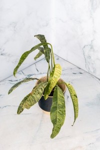 riesenknoblauch saatgut BIO Schnittknoblauch Samen