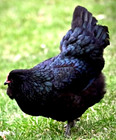 24 NPIP AI CLEAN BLACK AMERAUCANA CHICKEN HATCHING EGGS SHOW QUALITY GRADE A++ — photo 7