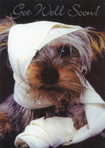 dog head bandage