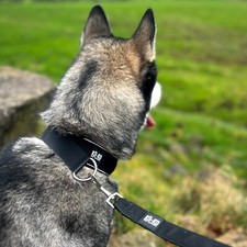 K9-KO - 4cm Slip Collar | With Strong Clip | Soft, Padded & Reflective