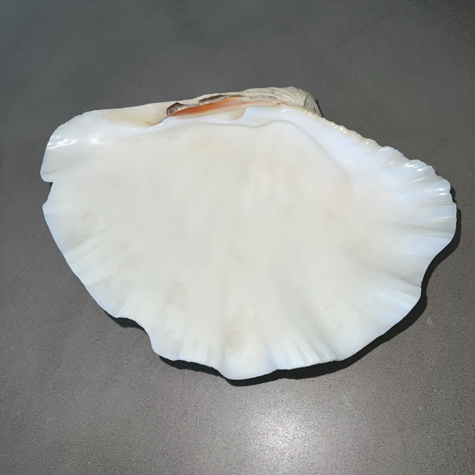 Large Decorative White Fluted Clam Shell 🐚 11”x8” - Image 4 of 4