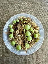 String of Pearls Senecio Rowleyanus Succulent Cutting in Prop Cup