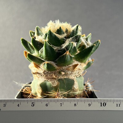 A4-1117. Cactus... Bravoanus (flowering size) (Grafted)