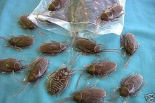 1 DOZ 12 REALISTIC "FAKE COCKROACHES" PROP HALLOWEEN GAG ITEM ROACH BUG