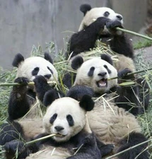 PANDAS EATING BAMBOO GLOSSY POSTER PICTURE PHOTO wildlife china bear funny 65