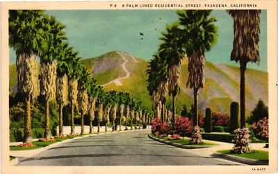 Vintage Postcard- A palm tree lined street, Pasadena, CA