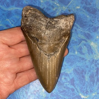 MEGALODON SHARK TOOTH 4.50” HUGE TEETH MEG SCUBA DIVER DIRECT FOSSIL NC 2050