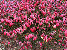 3 Red In Fall Burning Bush Shrubs Plants  Beauty Heart PLANTS  1 to 2 foot  TALL
