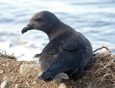 MASCARENE PETREL BIRD GLOSSY POSTER PICTURE PHOTO PRINT BANNER 10561