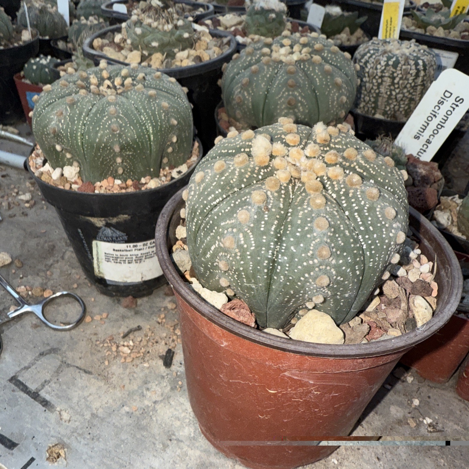 Astrophytum Asterias 3.5 In