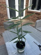 Multi stem (4 stems) ginger 15 pounds each used in