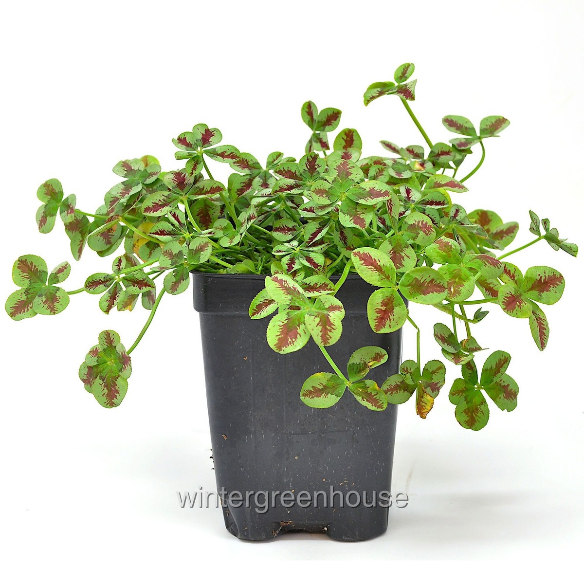 Trifolium Lucky Clover, Red Stripes, Shamrock Clover | eBay