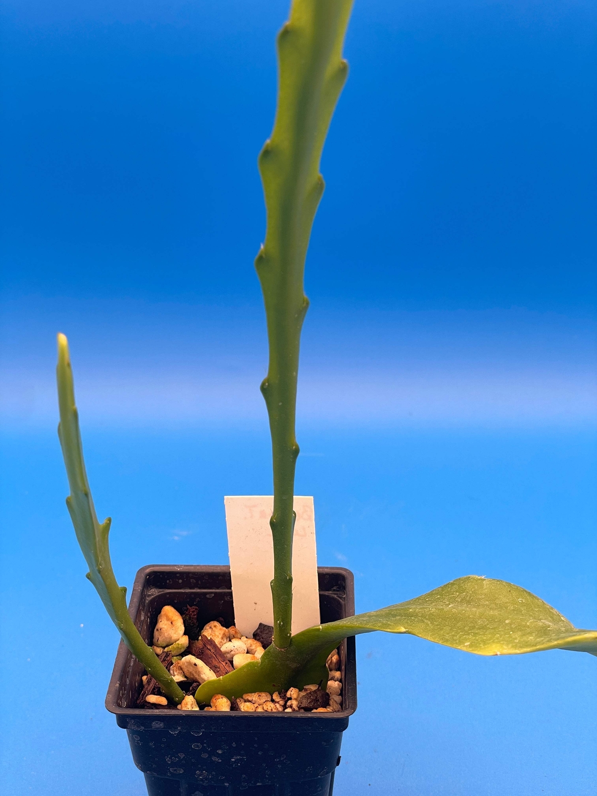 Epiphyllum Hybrid 'Bertha Talbot Loose' Fully-Rooted Starter Pot