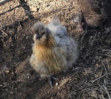 12 Fertile Silkie Chicken Eggs, From Free Range Healthy Flock, Hatching Eggs