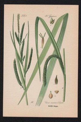 1880 - Größte Segge Seggen Carex Lithographie Kräuter Heilkräuter herbs herbal