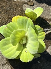 6 Water Lettuce Pond Plants MEDIUM Live Plant Floating,NO FLORIDA,READ BELOW