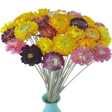 TooGet 40 Pcs Natural Dried Daisies, Dried Daisy Flowers Bouquet with Stem fo...