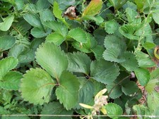 100 Early glow June bearing strawberry plants - dormant