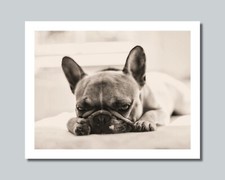 BULLDOG FRANCESE Stampa foto cane 8x10 11x14 16x20 con opzione incorniciata (W2)