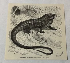 1885 book engraving ~ TEGUEXIN or Variegated Lizard