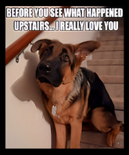 Before You See What Happed Upstairs I Really Love You Dogs MAGNET