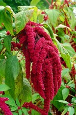 Love Lies Bleeding Amaranthus 150 Seeds - Heirloom