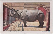 alte Ak Berlin, Zoologischer Garten, Das Nashorn, gelaufen 1906