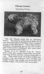 Tibetan Terrier - 1970 Vintage Dog Art Photo Print - MATTED GIFT