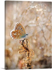 ARTCANVAS Royal Butterfly Canvas Art Print