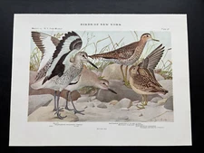 1909 Book Plate #38 Birds of New York Sandpiper Willet Louis Agassiz Fuertes