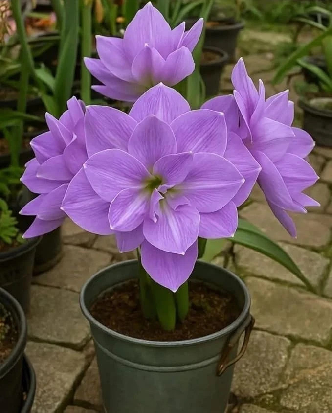 Double Imported Amaryllis Flower Bulbs for Home and Kitchen Gardening, Pack of 2