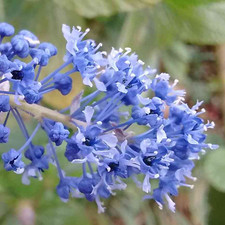 Ceanothus 'Blue Sapphire' California Lilac Evergreen Flowering Shrub | 9cm