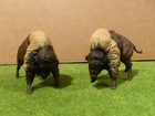 custom 1/32 buffalo bison lot of two 3D printed fighting bulls fits Marx TSSD — photo 2