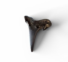 FOSSILIZED .5 Inch Upper Lemon Shark Tooth Venice Florida Shark Tooth Capital