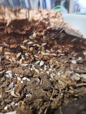 Powder WHITE ISOPODS 20CT