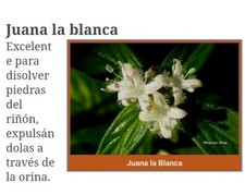 Juana La Blanca Planta Medicinal Seca