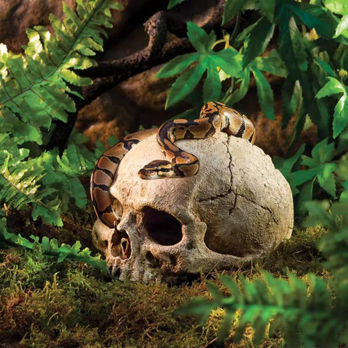 Aquarium Decoration Skull Fish Tank Head Skeleton Aquarium Decorative Cave Lands - Picture 3 of 13