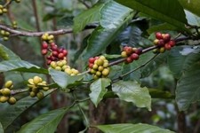 BENGAL - KAWA - COFFEA BENGALENSIS 5+ NASIONA Gx 213