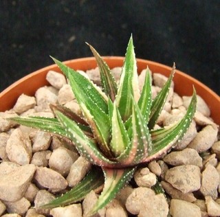 Haworthia Attenuata Variegated 3.3cm collectors succulent / cactus