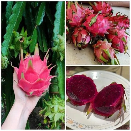 3 Type of Dragon Fruit Seebs (total pack of 60) Red, Vietnamese white, yellow - Picture 5 of 9