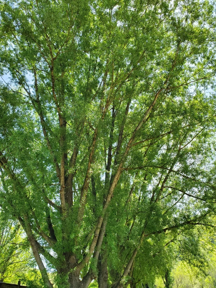 Austree Hybrid Willow Tree Cuttings 120 Pack Fast-Growing Privacy Screen & Wind - Image 2 of 4