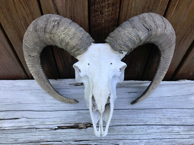 最終値下げoldmanalan MOHAIR LOGO SKULLY CREAM Taxidermy RARE RED SHEEP Skull Nice Big Horns = hybrid Armenian