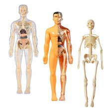 Menschliches Körpermodell Präsentation Klassenzimmer realistischer Mensch