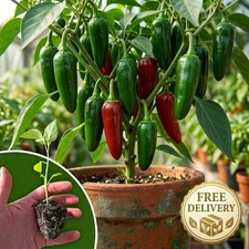3x Jalapeno Chilli Pepper Plug Plants - Green & Red Harvest - Free Delivery