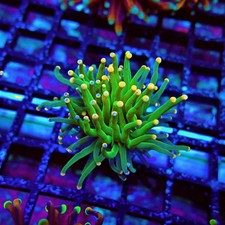 WYSIWYG - Green Torch Euphyllia Orange Tips
