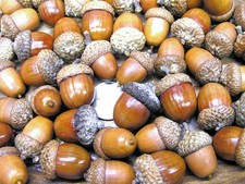 48 dried acorns With caps for fall crafts, Real acorns, Natural finish 38