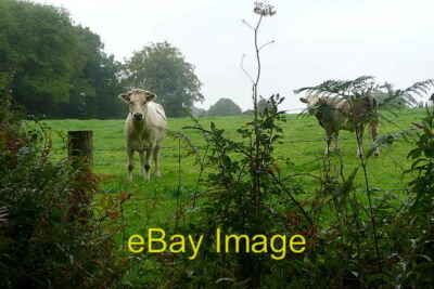Photo 6x4 Cattle at Park Corner Well, they didn't expect to see me I c2010