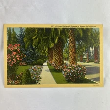 Palm Sheltered Avenue Of Homes California Vintage Linen Postcard RPPC
